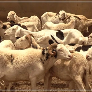 Tabaski : Dakar et Nouakchott travaillent sur la disponibilité et la livraison des moutons "dans de meilleures conditions"