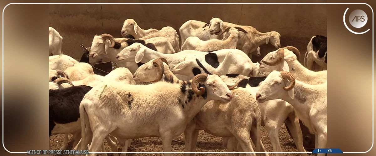 Tabaski : Dakar et Nouakchott travaillent sur la disponibilité et la livraison des moutons “dans de meilleures conditions”
