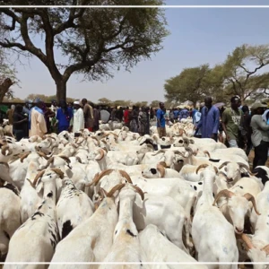Thiès: trente-deux mille têtes de mouton enregistrées au point de transit de Séwékhaye