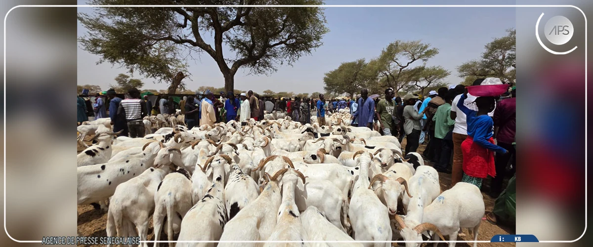 Thiès: trente-deux mille têtes de mouton enregistrées au point de transit de Séwékhaye