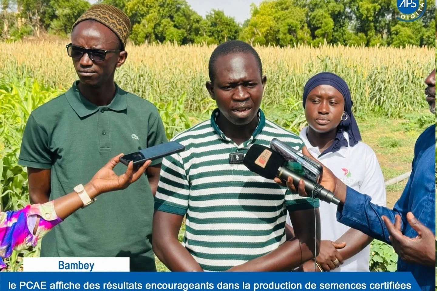 Bambey : le PCAE affiche des résultats encourageants dans la production de semences certifiées  