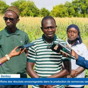 Bambey : le PCAE affiche des résultats encourageants dans la production de semences certifiées  