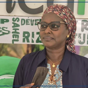 Saint-Louis : Africarice travaille à l'inclusion des femmes dans la production rizicole (représentant-résident)