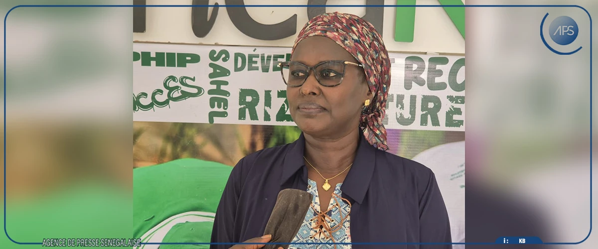 Saint-Louis : Africarice travaille à l’inclusion des femmes dans la production rizicole (représentant-résident)