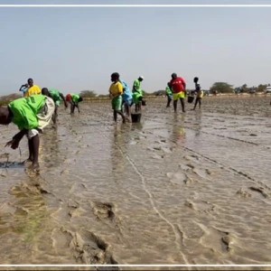 Joal-Fadiouth : 10.000 propagules plantées pour restaurer la mangrove