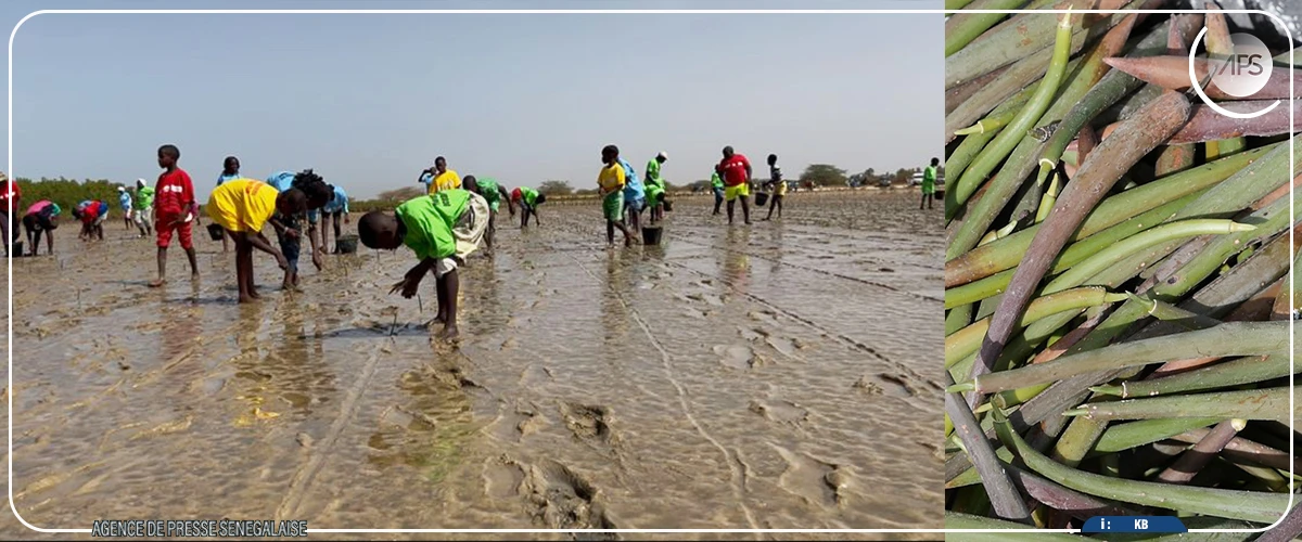 Joal-Fadiouth : 10.000 propagules plantées pour restaurer la mangrove