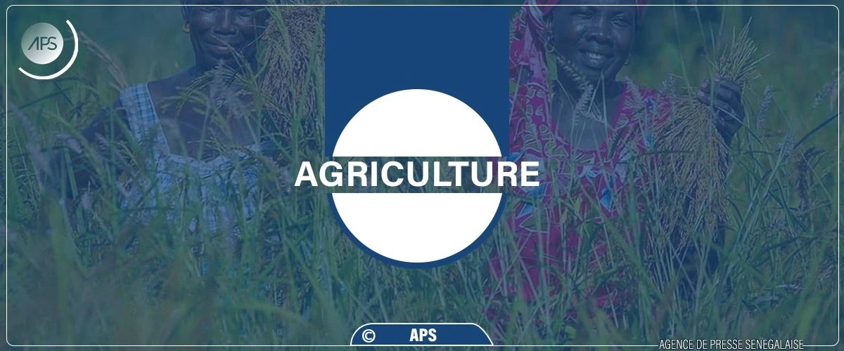 Productions agricoles : le projet Racine lancé à Ronkh pour renforcer le transformation et la commercialisation
