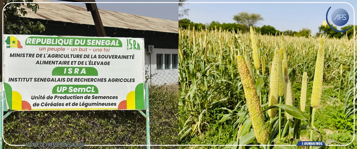 Production semencière : les résultats du PCAE jugés probants à Bambey