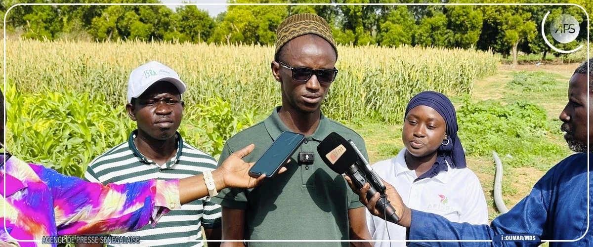 Production semencière : les résultats du PCAE jugés probants à Bambey