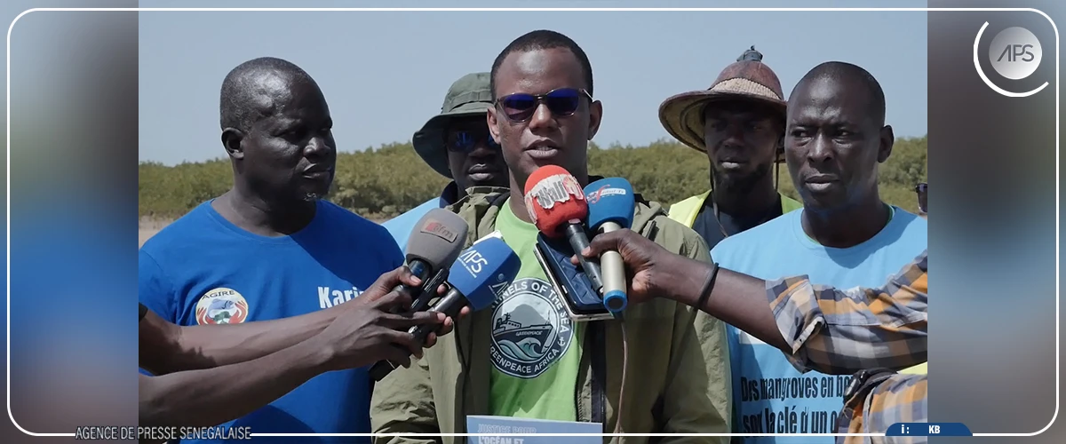 Joal-Fadiouth : 10.000 propagules plantées pour restaurer la mangrove