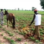 Kédougou : la campagne agricole lancée dans toutes les zones de production de la région (DRDR)