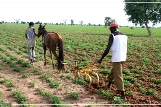 Kédougou : la campagne agricole lancée dans toutes les zones de production de la région (DRDR)