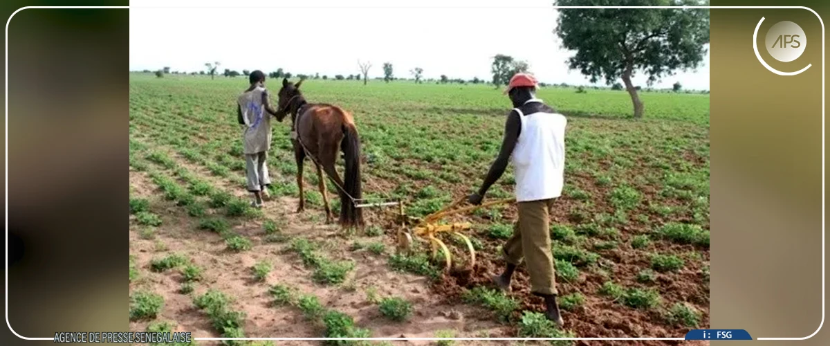 Kédougou : la campagne agricole lancée dans toutes les zones de production de la région (DRDR)
