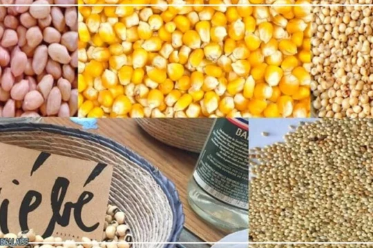 Thiès : une organisation va distribuer deux tonnes de semences certifiées de niébé et de maïs à de petits producteurs