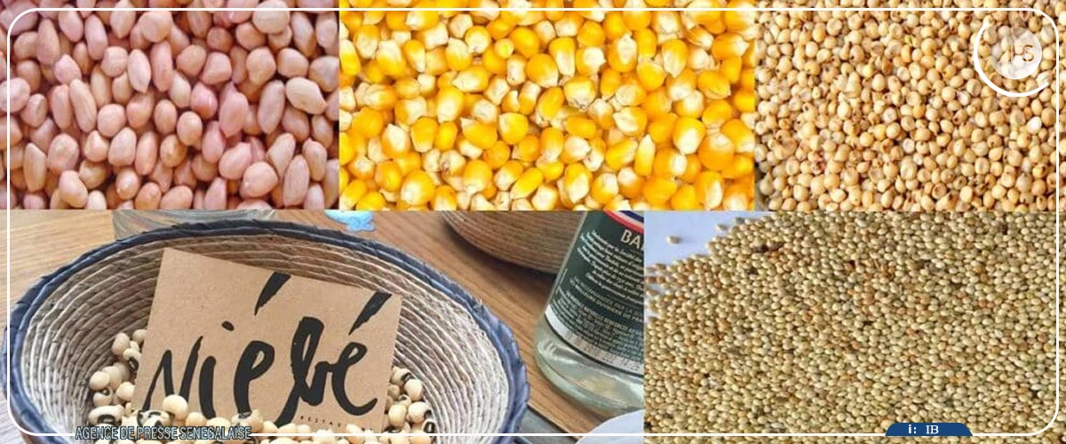 Thiès : une organisation va distribuer deux tonnes de semences certifiées de niébé et de maïs à de petits producteurs