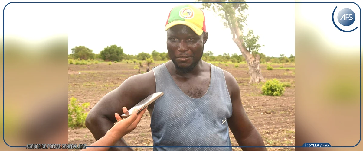 Tambacounda : l'hivernage prend ses marques à Kothiary, une bonne campagne espérée