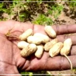Diourbel : 93 % des semences d'arachide déjà en place, selon le DRDR