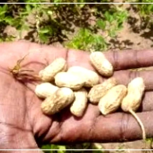 Diourbel : 93 % des semences d'arachide déjà en place, selon le DRDR