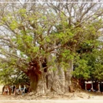 Le baobab sacré de Fadial, témoin vivant de l'histoire et des traditions