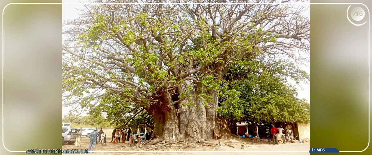 Le baobab sacré de Fadial, témoin vivant de l’histoire et des traditions