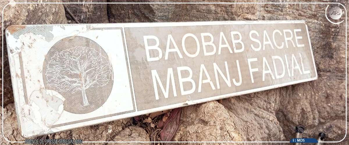 Le baobab sacré de Fadial, témoin vivant de l'histoire et des traditions