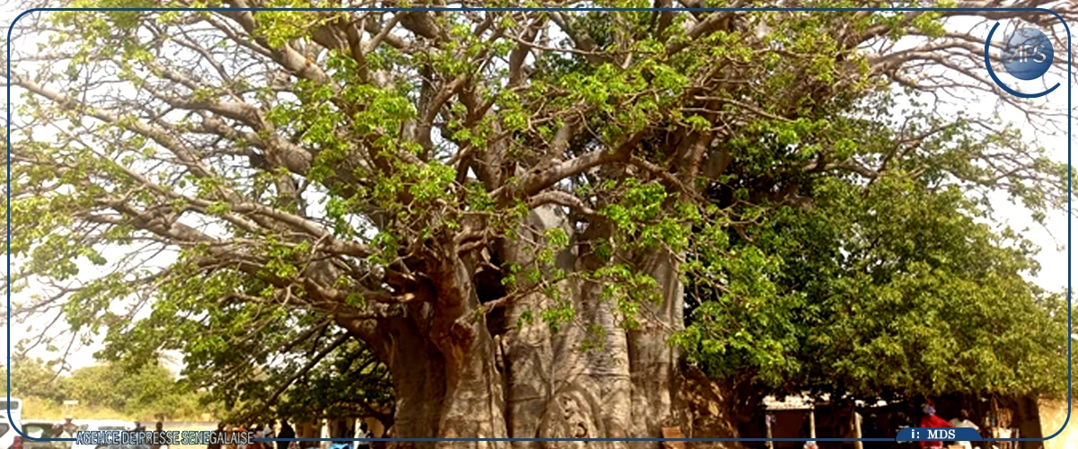 Le baobab sacré de Fadial, témoin vivant de l'histoire et des traditions