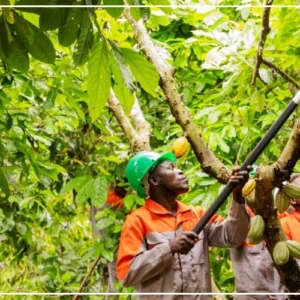 Bringakro, un village ivoirien, se met avec un franc succès à l'agroforesterie