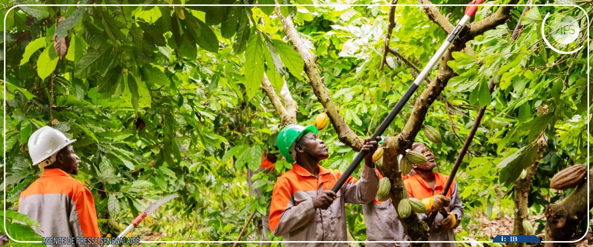 Bringakro, un village ivoirien, se met avec un franc succès à l’agroforesterie