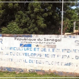 Kédougou : des parcelles de maïs attaquées par des chenilles légionnaires à Saraya et Salémata