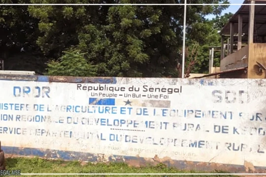 Kédougou : des parcelles de maïs attaquées par des chenilles légionnaires à Saraya et Salémata