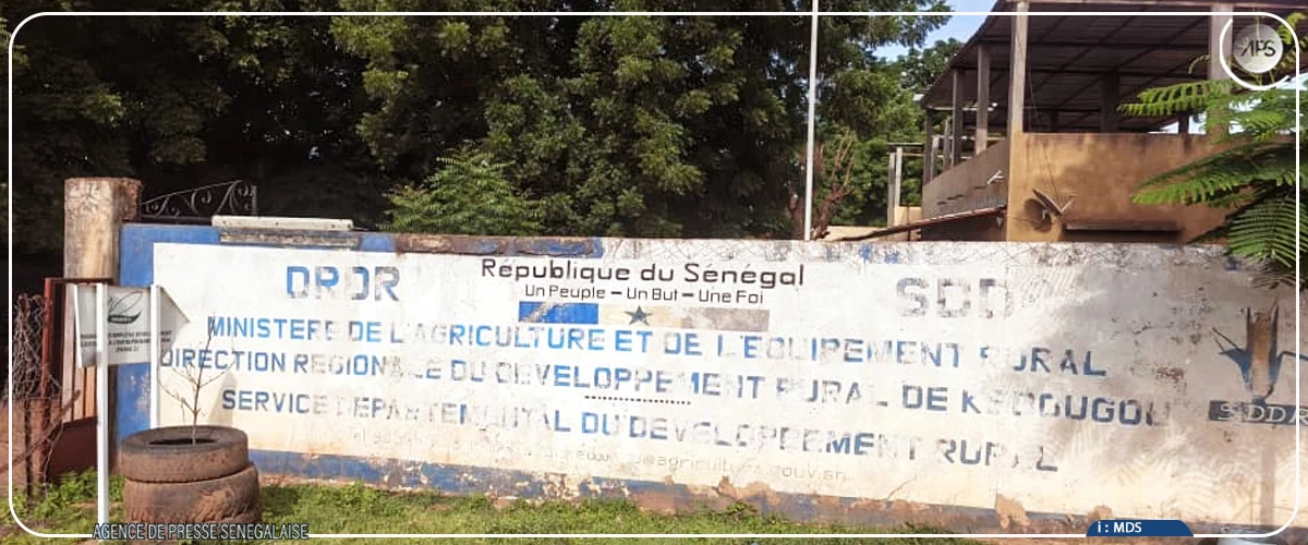 Kédougou : des parcelles de maïs attaquées par des chenilles légionnaires à Saraya et Salémata