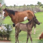 Le Haras national vise 1 000 inséminations pour booster la filière équine