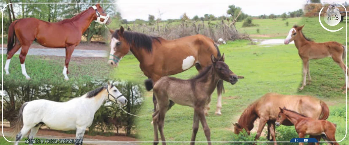 Le Haras national vise 1 000 inséminations pour booster la filière équine