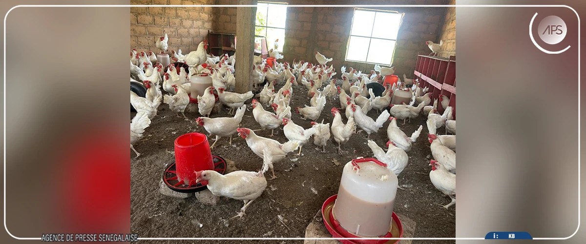 A Gamadji Saaré, dans le Podor, une ferme modèle portée par les ambitions de souveraineté alimentaire
