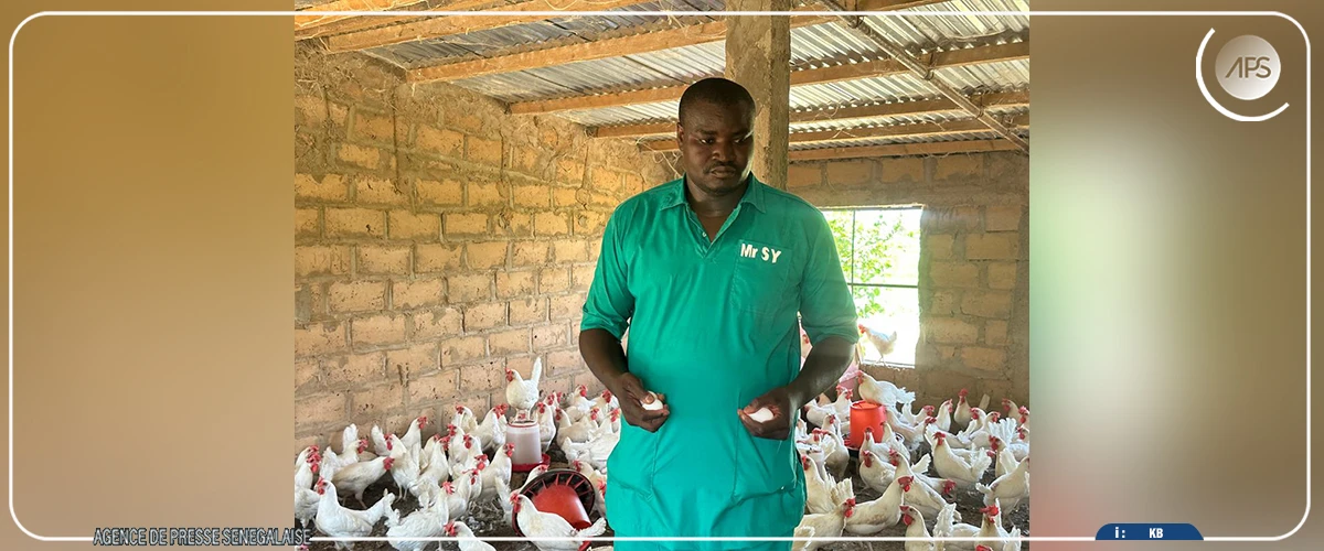A Gamadji Saaré, dans le Podor, une ferme modèle portée par les ambitions de souveraineté alimentaire