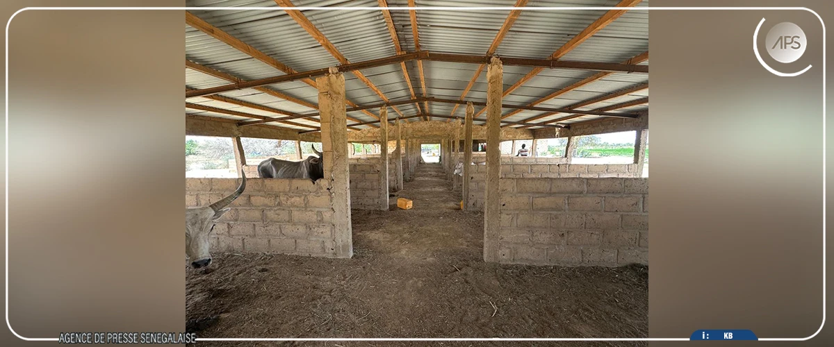 A Gamadji Saaré, dans le Podor, une ferme modèle portée par les ambitions de souveraineté alimentaire