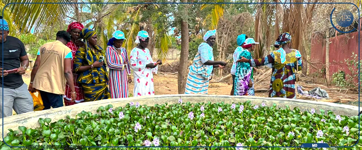 Au Sénégal, la FAO forme des femmes aux métiers agroécologiques