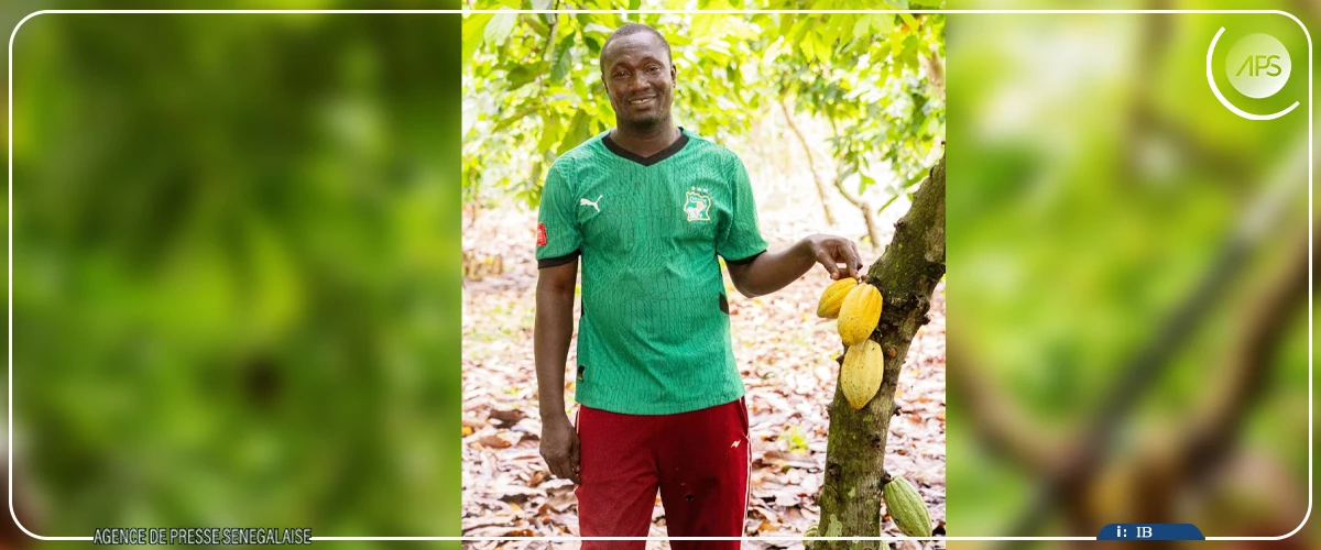 Bringakro, un village ivoirien, se met avec un franc succès à l'agroforesterie