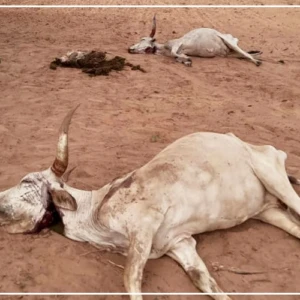 Birkelane : 22 vaches meurent après avoir brouté des pousses de sorgho