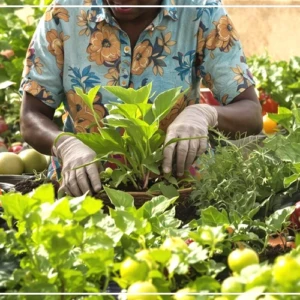 Foundiougne : des femmes se lancent dans le micro jardinage, le compostage et la transformation pour renforcer leur autonomisation