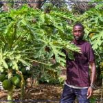 Mouhamed Demba Camara, un pionnier de l'agroécologie à Fimela