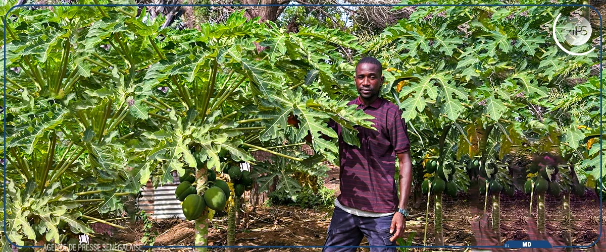 Mouhamed Demba Camara, un pionnier de l’agroécologie à Fimela