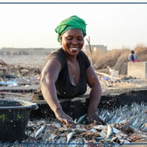 Kafountine : les femmes fumeuses de poissons, pilier résilient d’une filière halieutique en quête de modernisation