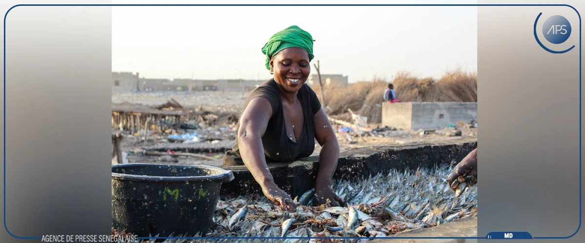 Kafountine : les femmes fumeuses de poissons, pilier résilient d’une filière halieutique en quête de modernisation