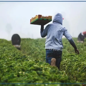 Recherche agricole : les centres CGIAR tentent, à Dakar, de dresser un inventaire de leurs innovations