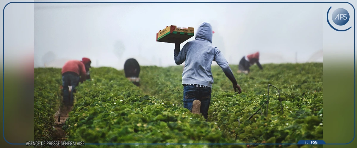 Recherche agricole : les centres CGIAR tentent, à Dakar, de dresser un inventaire de leurs innovations