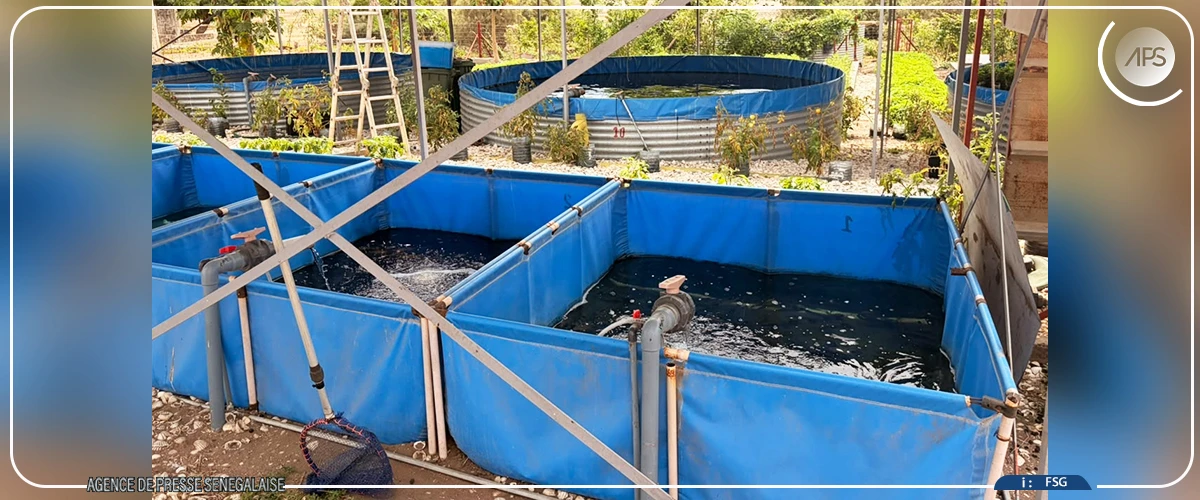 A Falia, la pêche à pied des femmes menacée par la raréfaction des coquillages
