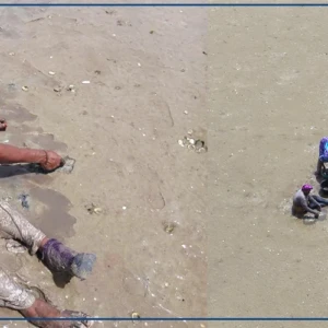 A Falia, la pêche à pied des femmes menacée par la raréfaction des coquillages