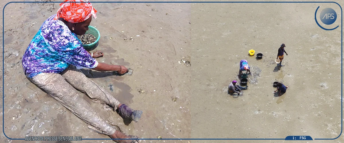 A Falia, la pêche à pied des femmes menacée par la raréfaction des coquillages