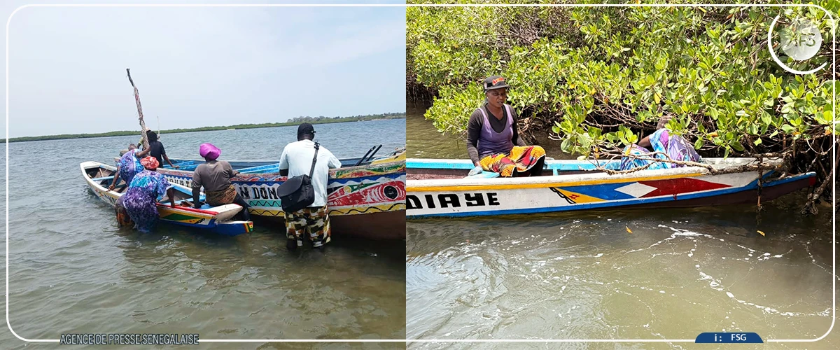 A Falia, la pêche à pied des femmes menacée par la raréfaction des coquillages